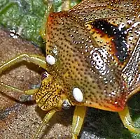 Eggs of Ectophasia crassipennis on Elasmucha grisea