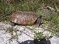 Gopher tortoise by nature trail.