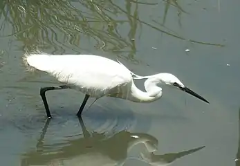 A little egret near the bird hide