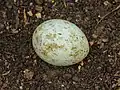 Infertile egg of a Buzzard (Buteo buteo).