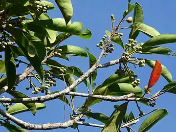 Flower buds, about 2 weeks prior to opening