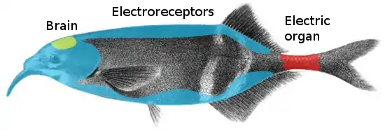 The elephantnose fish is a mormyrid with the electric organ in its tail.