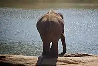 Elephant at lakeside