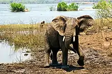 Image 19Elephant in Majete Wildlife Reserve (from Malawi)