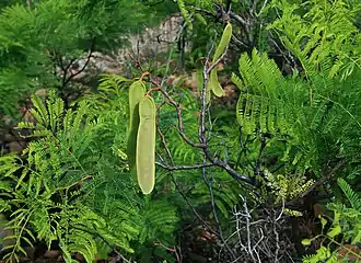 Green seed pods