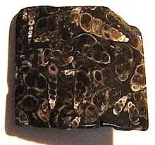 An irregular dark stone with a flat polished front; many white fragments of elongated, spiral, "corkscrew" shells seem to float in the dark stone