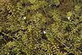 Ditch with a dense colony of flowering plants