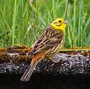 yellowhammer