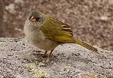 Great pampa finch