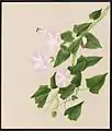 Calystegia sepium, R. Br. (Hedge Bindweed), July 13, 1883