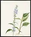 Campanula Americana, L. (Tall Bellflower), August 11, 1885