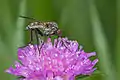 Empis tessellata