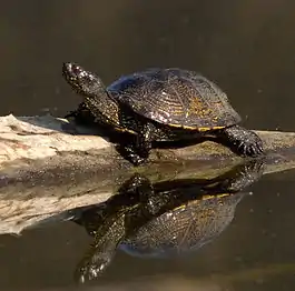 European pond turtle