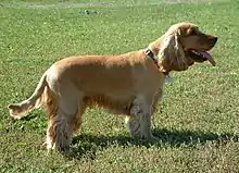 A yellow-colored dog with floppy ears stands in profile: Its tongue sticks out.