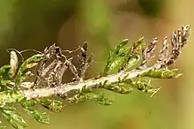 Entyloma achilleae from Commanster, Belgium