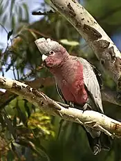 Juvenile in Wamboin, New South Wales