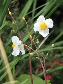 Snow-poppy (Eomecon chionantha)