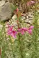 Rosemary fireweed.