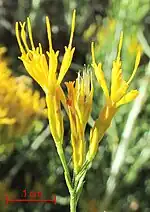 Discoid (having only disk flowers) flower heads of Ericameria nauseosa  (rubber rabbitbrush)