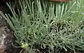 Closeup of foliage