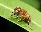 Eristalinus