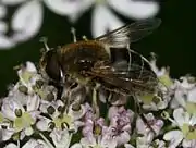 Eristalis nemorum female