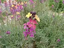 Erysimum 'Chelsea Jacket'