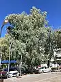 Eucalyptus globulus growing in Patra, Greece.