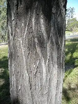 E. crebra bark