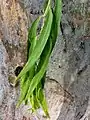 Adult leaves