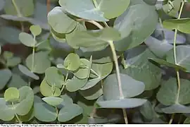 Silver dollar - Eucalyptus cinerea