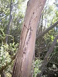 the critically endangered Imlay Mallee