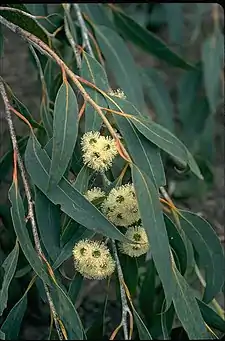 Eucalyptus luehmanniana.