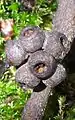 Fruit of Eucalyptus globoidea at Ku-ring-gai Chase National Park