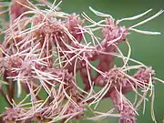 Close-up of the flowers