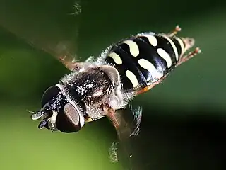 Female hovering