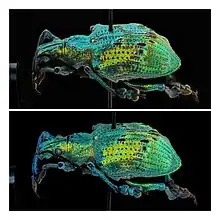 Two photographs of the same Eupholus weevil exhibit the unique expression of structural color.