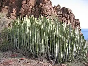 Euphorbia canariensis