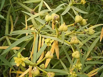 In fruit; floral bracts have fallen off