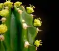 Close up of cyathia (false flowers).