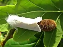 Oviposition of hair-covered egg mass containing 200-400 eggs