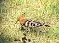 African Hoopoe