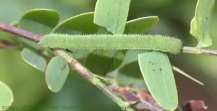 Larva (caterpillar)