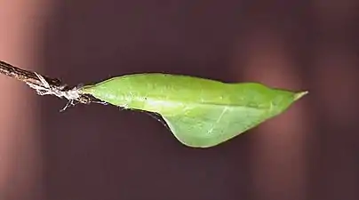 Pupa