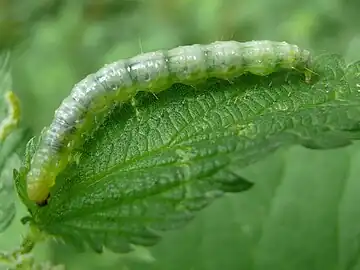 larva