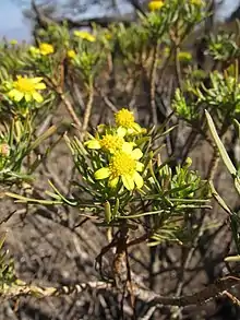 Euryops arabicus, Djibouti