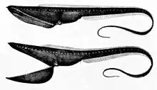 The pelican eel uses its large mouth like a net by opening its jaws and swimming towards prey. It has a luminescent organ at the tip of its tail to attract prey.