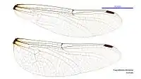 Female wings