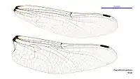 Male wings