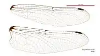 Male wings